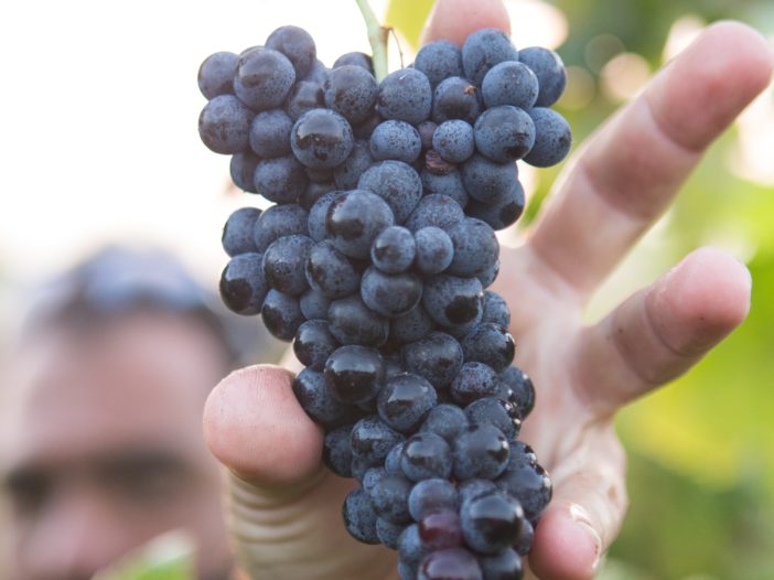 Grappe de raisin
