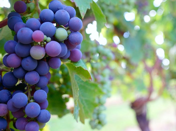 vignoble Bordeaux raison