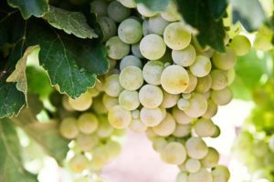 Grappe de raisins blancs accrochée à une vigne, illustrant les cépages utilisés dans la production des vins blancs comme le Chardonnay, le Sauvignon Blanc et le Riesling