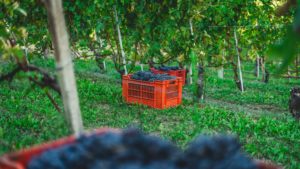 Cagettes remplies de raisins noirs fraîchement récoltés dans un vignoble, illustrant les premières étapes de la production du vin rosé.