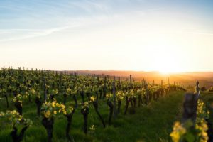 Vignoble baigné par la lumière du soleil, illustrant les premières étapes de la production du vin blanc, de la culture de la vigne à la récolte des raisins