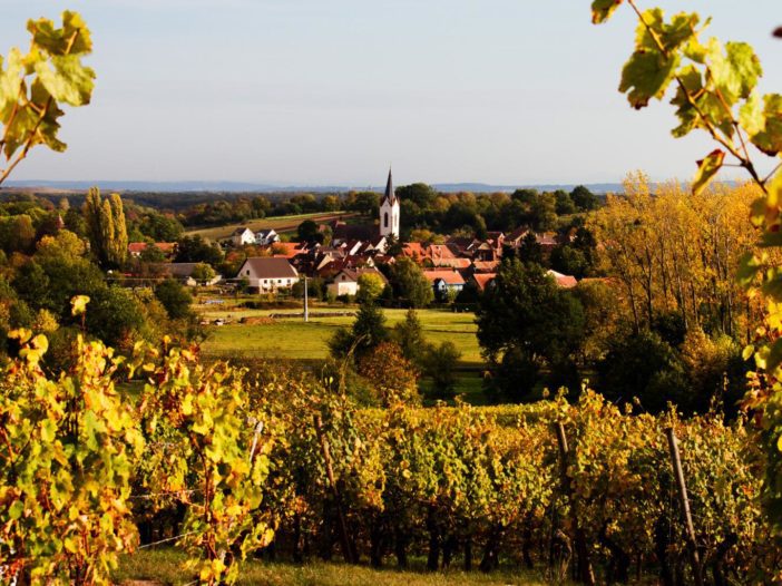 Paysage viticole en automne avec des vignes dorées au premier plan et un village pittoresque en arrière-plan. Une image parfaite pour illustrer des anecdotes sur le vin, son histoire et ses traditions régionales.