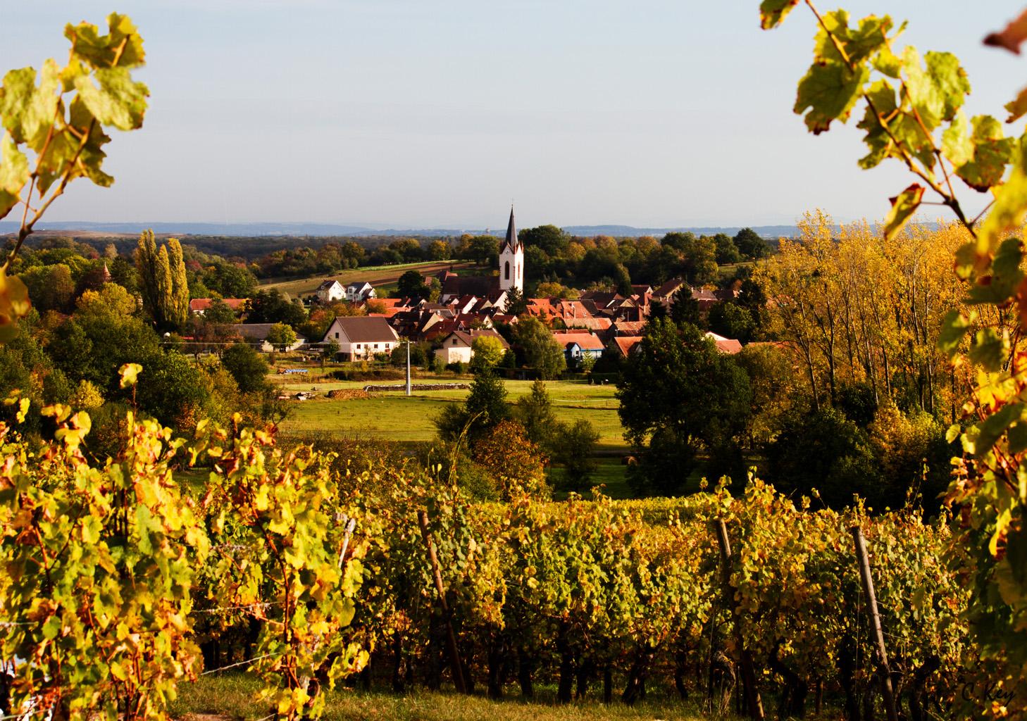 Paysage viticole en automne avec des vignes dorées au premier plan et un village pittoresque en arrière-plan. Une image parfaite pour illustrer des anecdotes sur le vin, son histoire et ses traditions régionales.